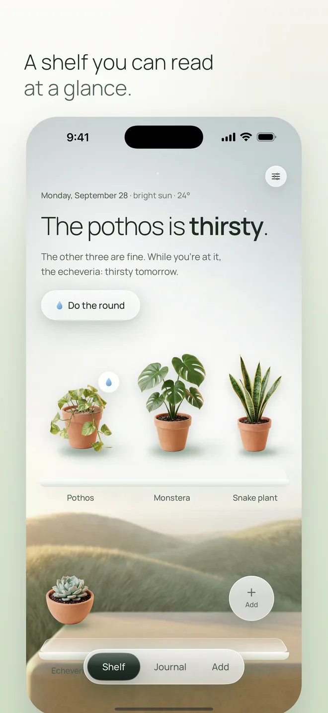 The shelf: the pothos is thirsty