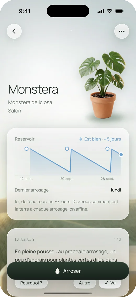 La fiche de la monstera : son réservoir et le conseil de saison