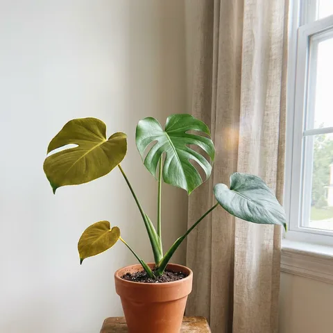 Photo of a monstera with yellowed lower leaves